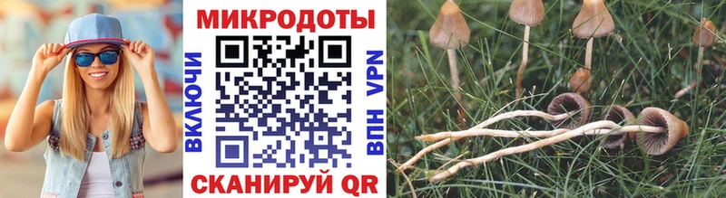 Купить закладки  Кизляр  Галлюциногенные грибы MAGIC MUSHROOMS 